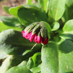 日本で冬にデイジーが赤い花を咲かせています