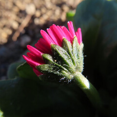 日本で冬にデイジーが赤い花を咲かせています