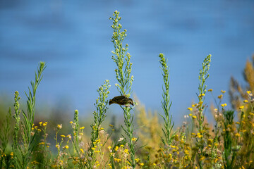 Passereau se nourrissant de graines dans un champ de tanaisie