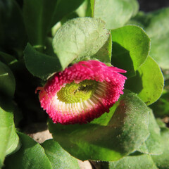 日本で冬にデイジーが赤い花を咲かせています