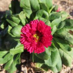 日本で冬にデイジーが赤い花を咲かせています