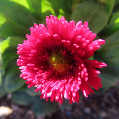 日本で冬にデイジーが赤い花を咲かせています