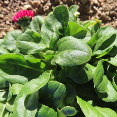 日本で冬にデイジーが赤い花を咲かせています