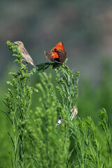 Euplecte ignicolore et travailleurs &agrave; bec rouge