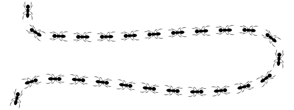 Curved path of an ant trail. Black print track shows ants walking in a wavy line, representing teamwork, following a path, or an insect pattern