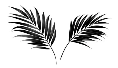 Obraz premium Two symmetrical, dark, feathery botanical leaves on black. Subtle highlights emphasize the texture