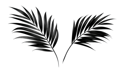 Two symmetrical, dark, feathery botanical leaves on black. Subtle highlights emphasize the texture