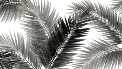 Monochrome botanical illustration, featuring layered palm fronds against a dark background