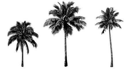 Obraz premium Three stylized, dark-colored palm trees silhouetted against a stark, black background