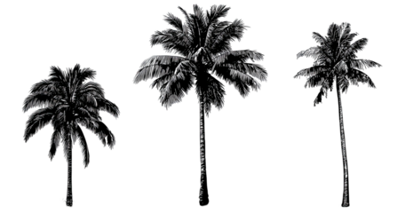 Three stylized, dark-colored palm trees silhouetted against a stark, black background