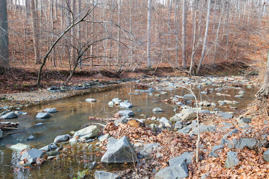 View of a serene stream meandering through a forest of bare trees, with rocks scattered and leaves fallen on the banks, Scott's Run Nature Preserve, Scott's Run, Virginia, United States.