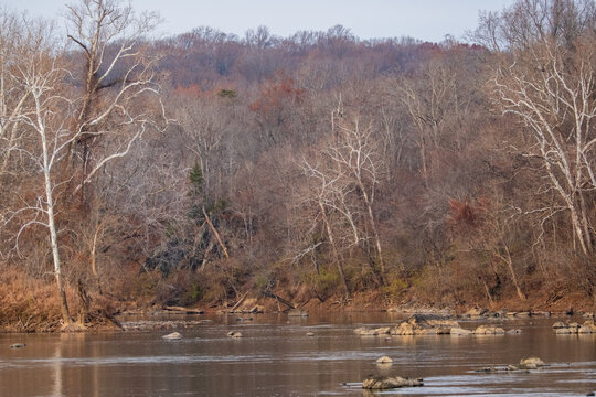 View of the Potomac River's gentle currents flow past rocky shores, framed by bare trees against a backdrop of dense, autumnal woods, Scott's Run, Virginia, United States.
