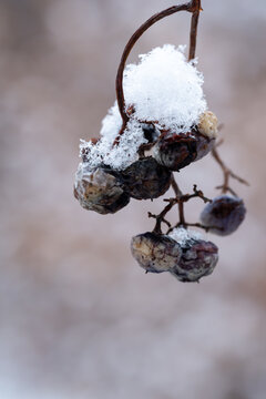 View of snow delicately blankets withered berries hanging from a thin, brown branch against a soft, blurred backdrop of winter's muted palette, Scott's Run, Virginia, United States.