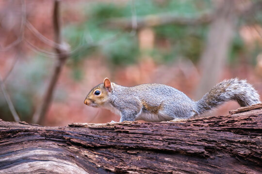View of a gray squirrel perched on a weathered log, its fur a blend of silver and charcoal against the backdrop of muted forest hues, Scott's Run, Virginia, United States.
