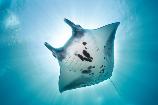 Manta ray swimming underwater in a clear blue ocean during daytime with sunlight shining from above