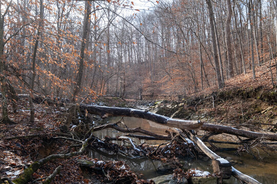 View of a fallen tree trunk lies over the water, reflecting the bare branches of the surrounding forest in Scott's Run Nature Preserve, Scott's Run, Virginia, United States.