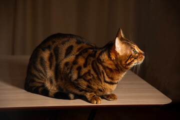 Close-up of a Bengal cat on a table