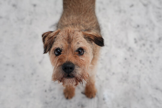 Border terrier dog in snowy Staffordshire 