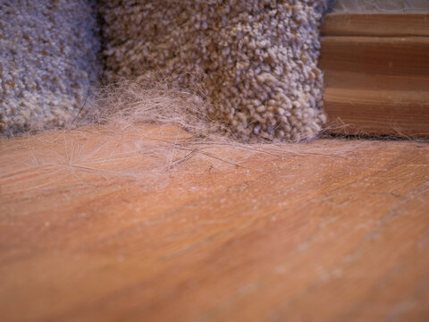 Pet dog hair dust bunnies on hard wood floor corner, before sweeping vacuum house cleaning. Clump of fur, dander, dust, and lint. 