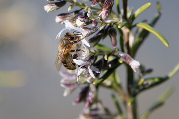 Abeja mel&iacute;fera polinizando flores de romero en el campo, Beniarres, Espa&ntilde;a