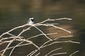 Lavandera blanca posada en rama seca sobre el agua del pantano, Beniarres, Espa&ntilde;a