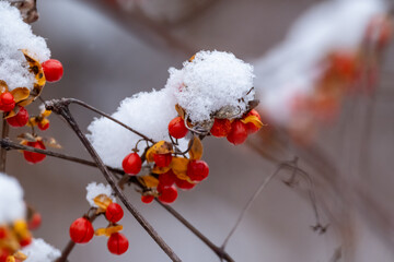 View of vibrant red berries, dusted with fresh snow, clinging to delicate branches against a muted winter backdrop, Great Falls, Virginia, United States.