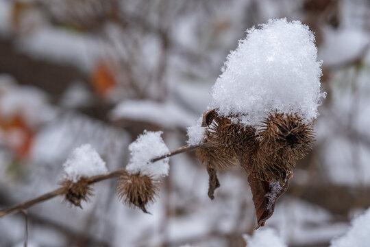 View of snow-laden burrs cling to a slender branch, a stark contrast against the muted backdrop of a winter forest, Great Falls National Park, Virginia, United States.