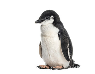 Obraz premium A fluffy young penguin stands isolated against a stark black background.
