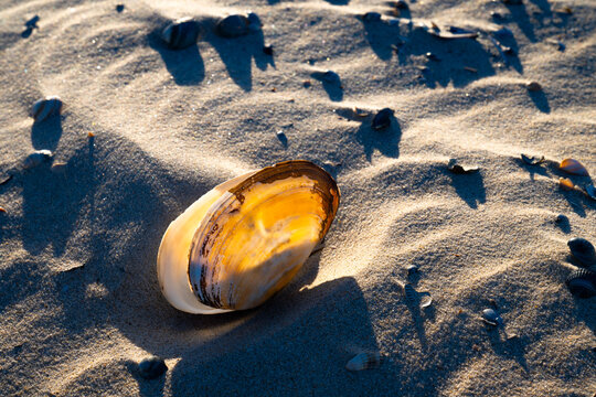 Soft-shell clam or Sand gaper (Mya arenaria) are a species of edible saltwater clam. Translucent shell in close up in the sand of North Sea beach on Norderney island.