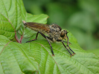 Fototapeta premium Golden-tabbed robber fly (Eutolmus rufibarbis), male resting on bramble leaves
