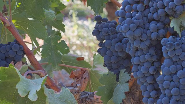 uvas negra en vi&ntilde;edo