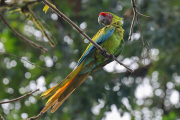 A great green macaw perched in a tree in Costa Rica