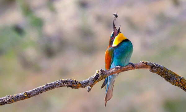 Bee-eater, Merops apiaster, Mediterranean Forest, Castilla y Leon, Spain, Europe