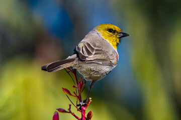 Verdin (Auriparus flaviceps) Photo, Perched on a Blooming Ocotillo (Fouquier1a splendens) Plant Stem