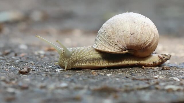 Eine Weinbergschnecke auf dem Weg