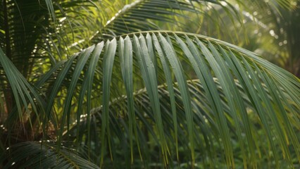 Close-up color photo of a green leaf palm with water droplets, highlighting its vivid texture and natural freshness.