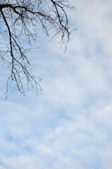 Leafless  black tree branch against blue with white soft cloudscape background.Winter sky ,nature background .