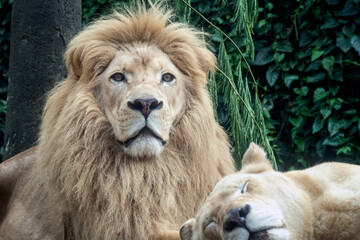 close up of a male white lion and his lioness © lunaphotography