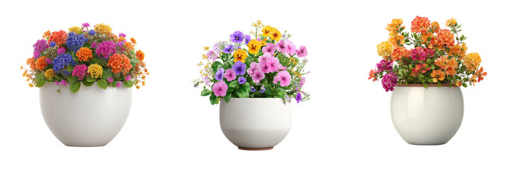 Fototapeta premium Three white pots filled with vibrant colorful blooming flowers and green leaves isolated on a transparent background