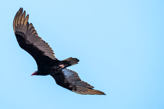View of a black vulture soars through the clear blue sky, its dark plumage contrasting against the serene backdrop, Cartagena, Bolivar, Colombia.