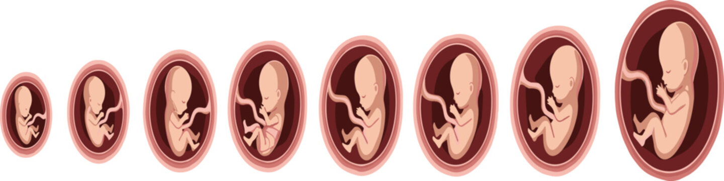 Human fetus development stages from early embryo to full term pregnancy shown in medical flat vector illustration