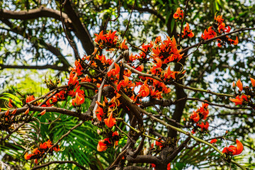Palash flower/ Vibrant Butea monosperma / flame-of-the-forest flower in branches