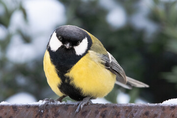 Fototapeta premium great tit parus major