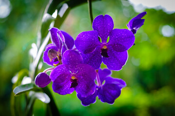 Spotted Purple Orchid Flowers
