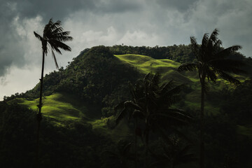 View of towering wax palm trees sway in the wind against the backdrop of rolling green hills under a dramatic sky, Salento, Quindio, Colombia.
