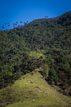 View of rolling green hills dotted with grazing sheep, rising to meet the towering wax palm trees against a vibrant blue sky, Salento, Quindio, Colombia.