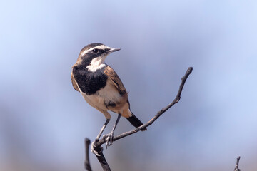 Obraz premium Capped Wheatear (Oenanthe pileata) perching on twig at dawn, Kalahari, Northern Cape, South Africa