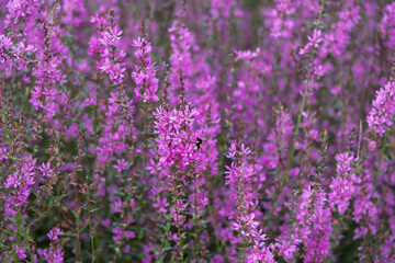Obraz premium dense field of pink lythrum salicaria (derbennik ivolistnyi) flowers, natural meadow scene, bee on bloom