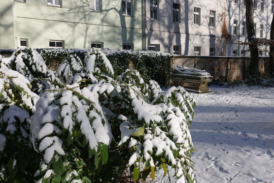 Pflanze im Schnee im Winter im Br&uuml;hler Garten in Erfurt