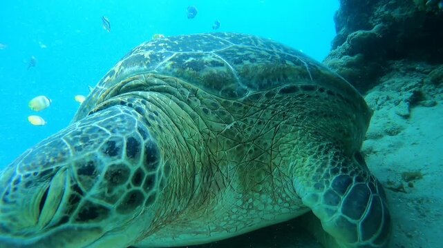 A stunning sea turtle gliding effortlessly through crystal clear waters, showcasing vibrant coral reefs in the background, oc01